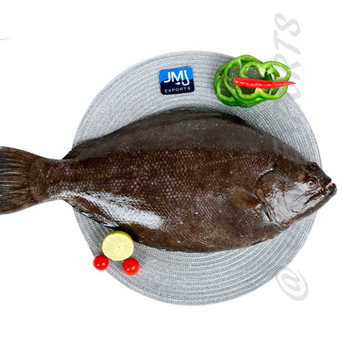 Indian Halibut