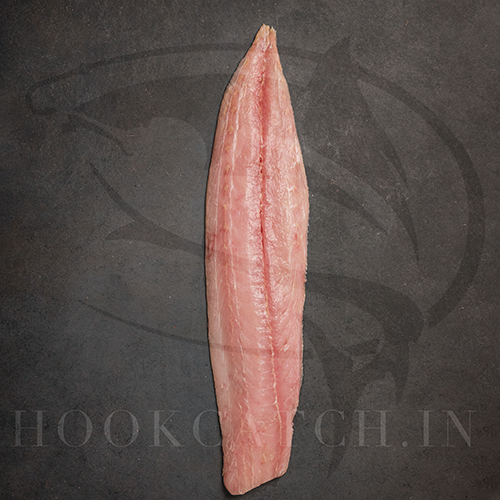 King Fish- Reef Fishes