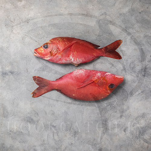 Red Snapper Gutted