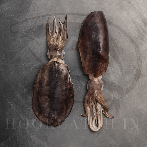 Calamari Squid- Cephalopods