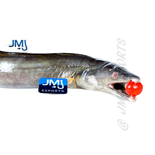 Eel Fish- Reef Fishes