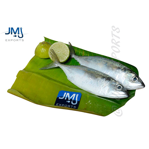 Indian Mackerel- Reef Fishes