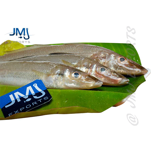 Lady Fish- Reef Fishes