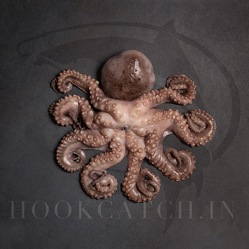 Octopus- Cephalopods