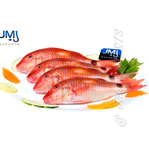 Red Mullet- Reef Fishes