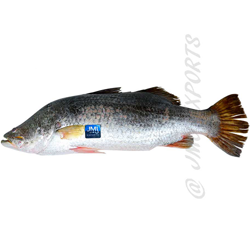 Sea Bass- Reef Fishes