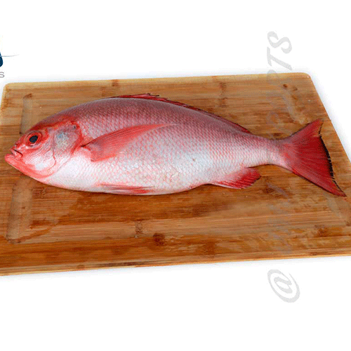 Snapper- Reef Fishes
