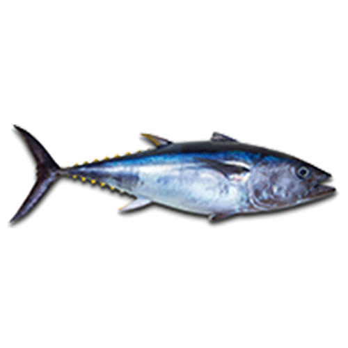 Tuna- Pelagic Fishes