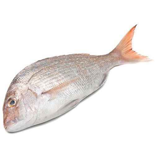 White Snapper- Reef Fishes