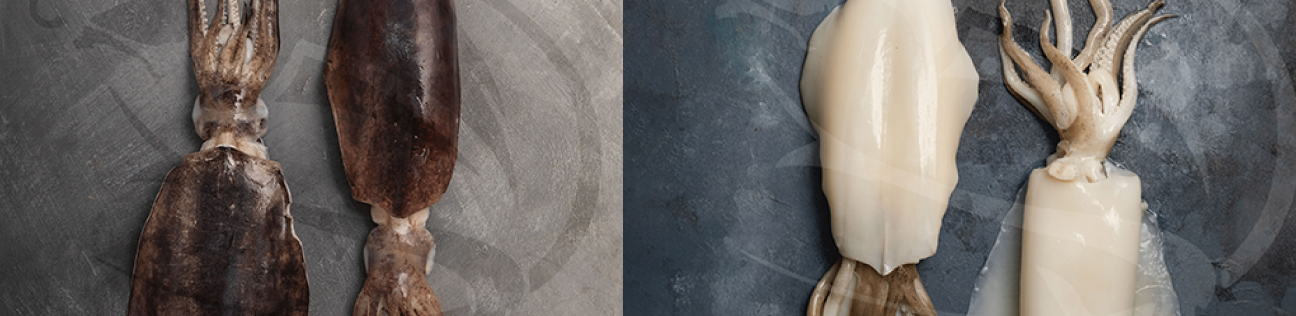 What Is Mahi Mahi Fish?